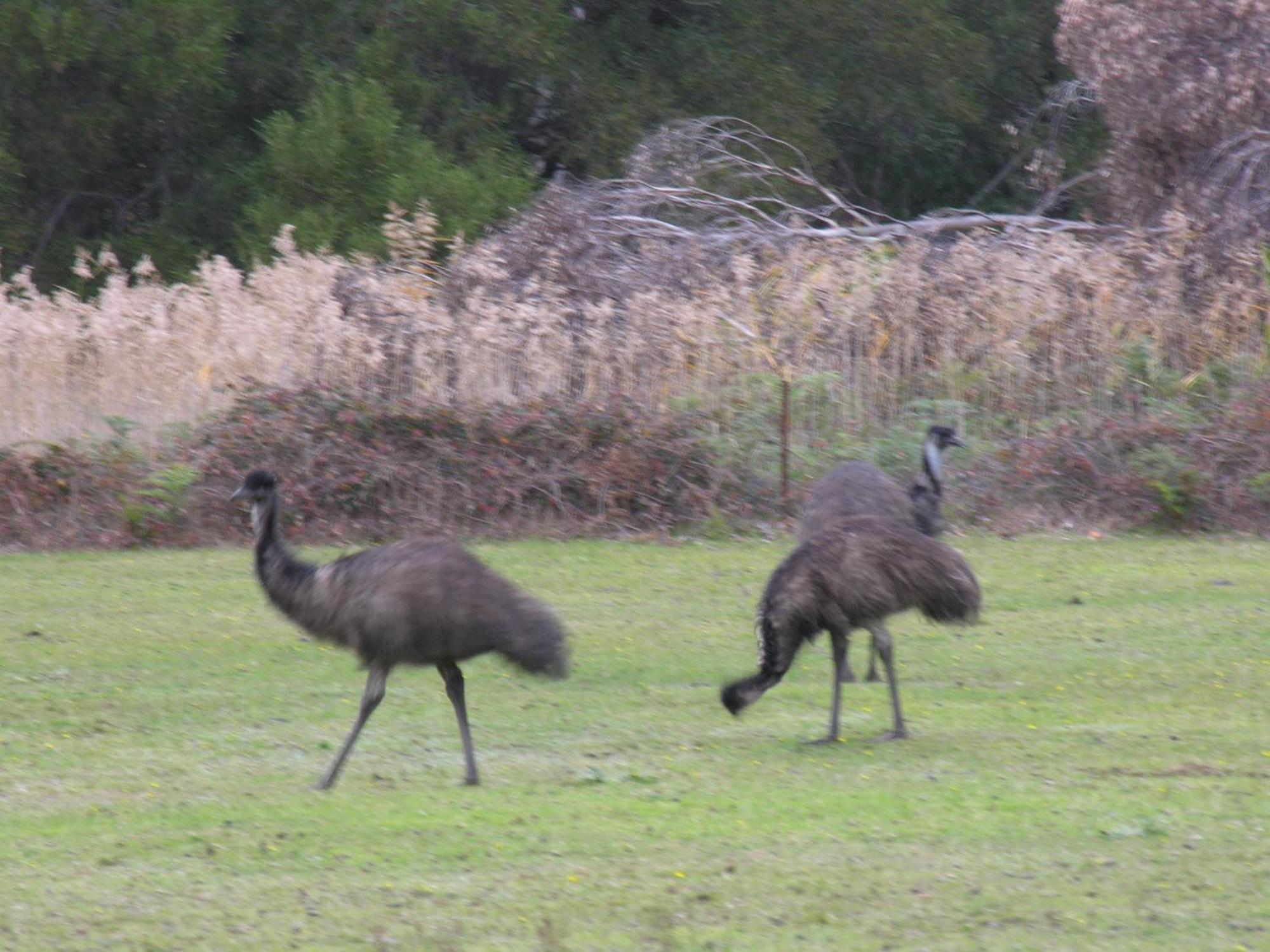 The Grampians Motel Halls Gap